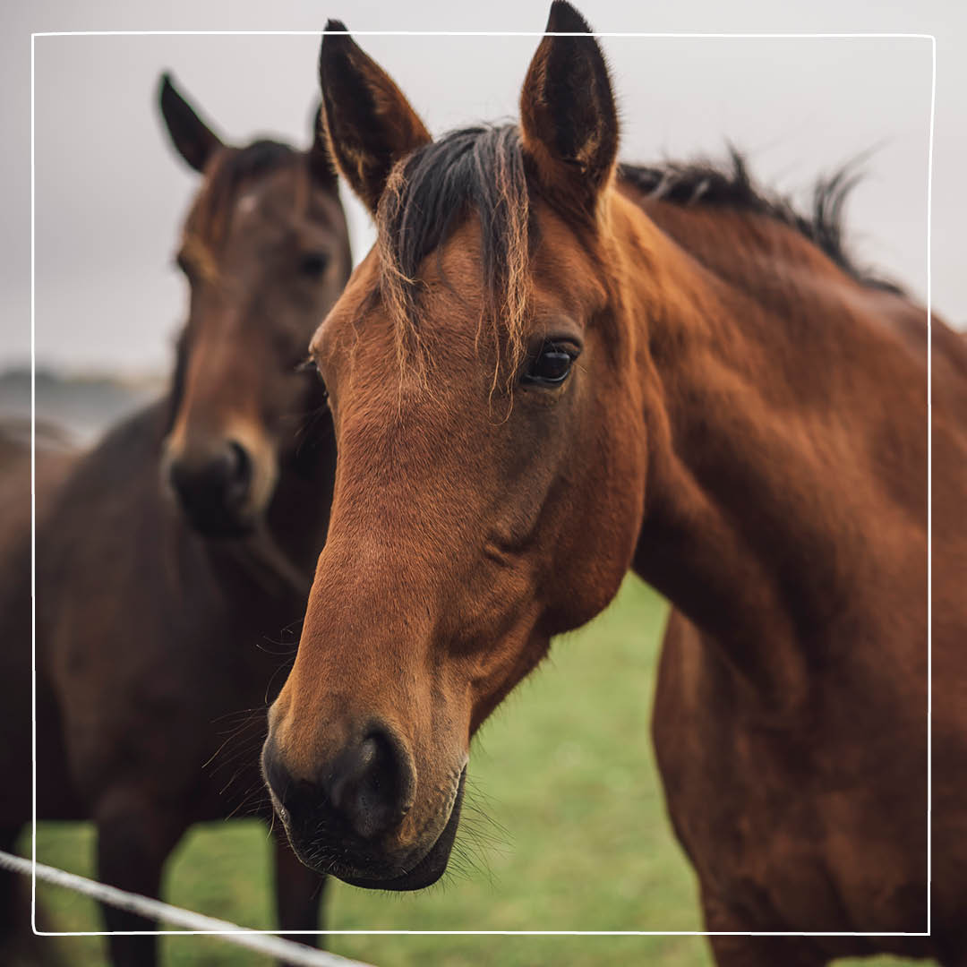 Vackra bruna hästar på äng Foto: Alexander Lindström