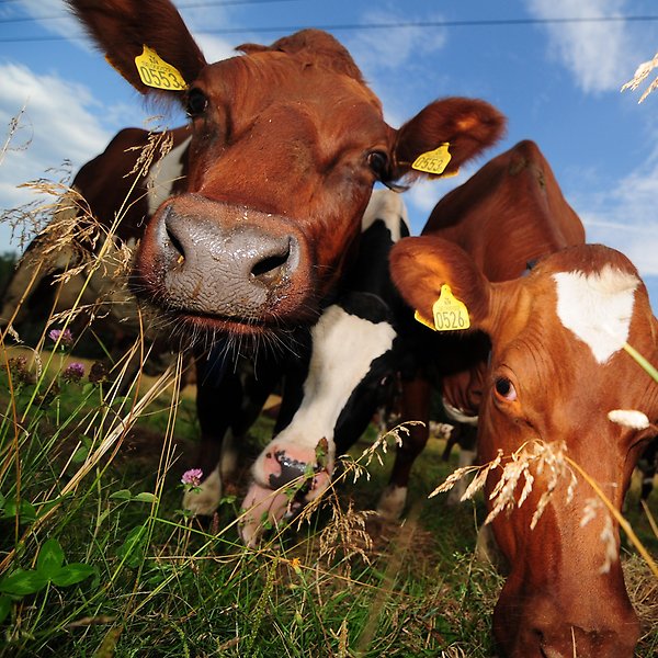 Närbild på två bruna kor som nyfiket nosar in i kameran bland högt gräs. 