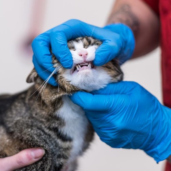 katt visar tänderna när veterinär undersöker