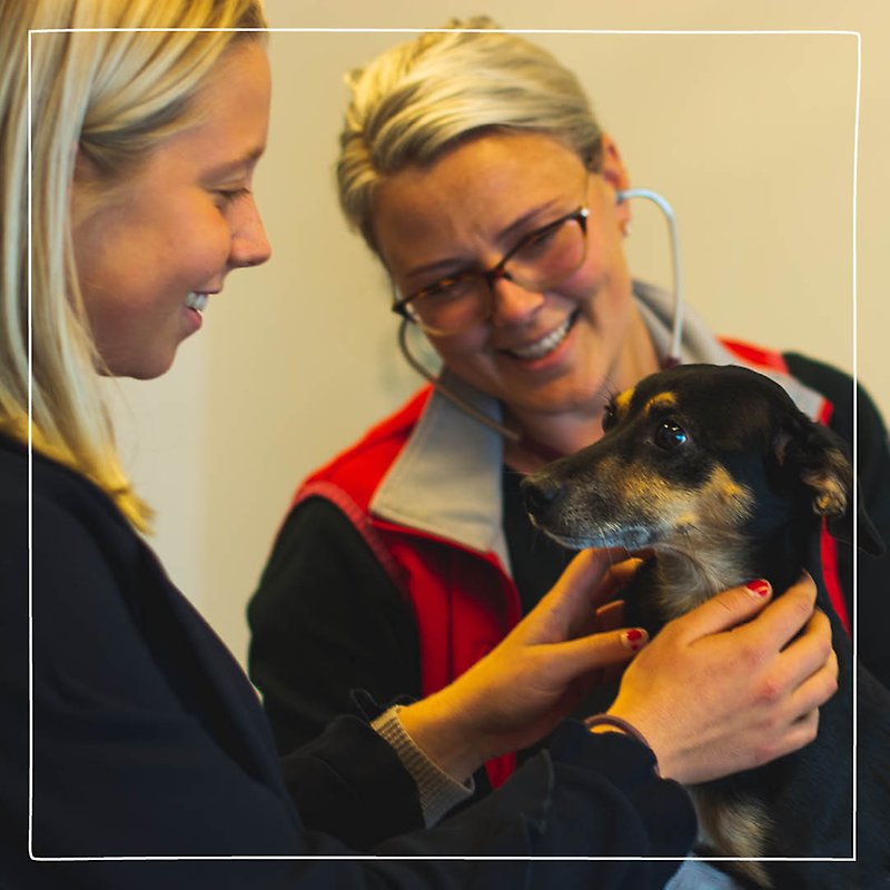 En kvinnlig Distriktsveterinär undersöker en svart tax inne på en mottagning.