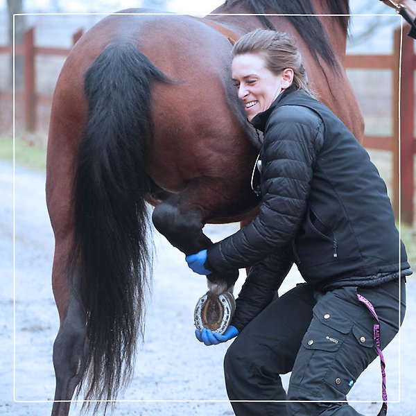 En Distriktsveterinär med blå handskar som lyfter upp en brun hästs bakben och hov
