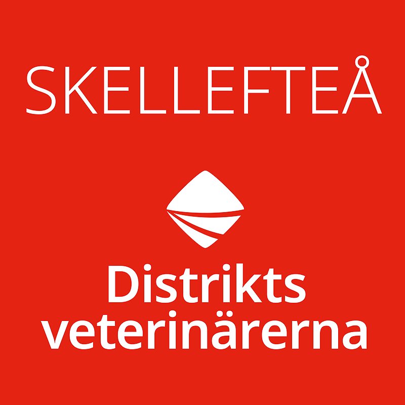 Bild med röd bakgrund och vit ram med Distriktsveterinärernas logo och texten Skellefteå centrerat i mitten.
