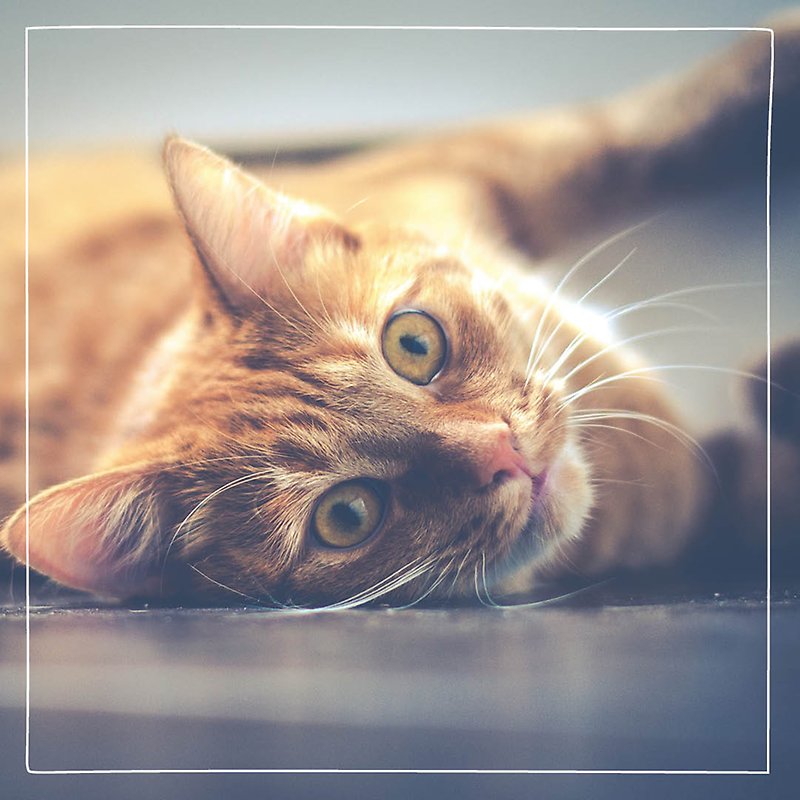 En gulröd katt med gröna ögon ligger på ett grått golv och tittar mot kameran. 