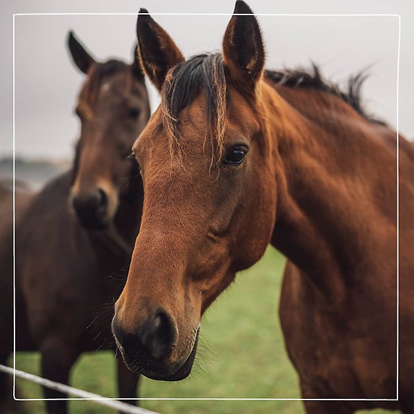 Närbild på två bruna hästar som står i en hage en gråmulen dag. 