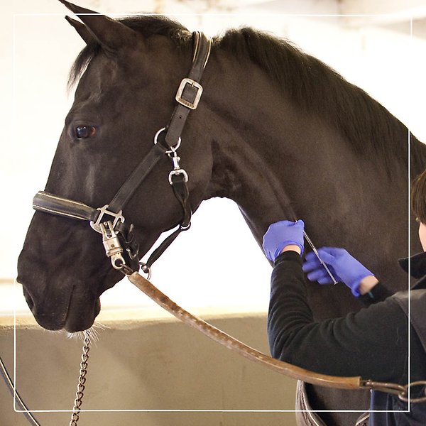 En vacker brun häst får en spruta i halsen av en Distriktsveterinär med blå handskar 