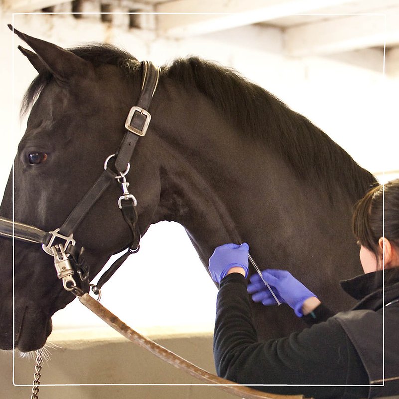 Närbild på en Distriktsveterinär med blå handskar som ger en spruta med vaccin till en brun häst. 