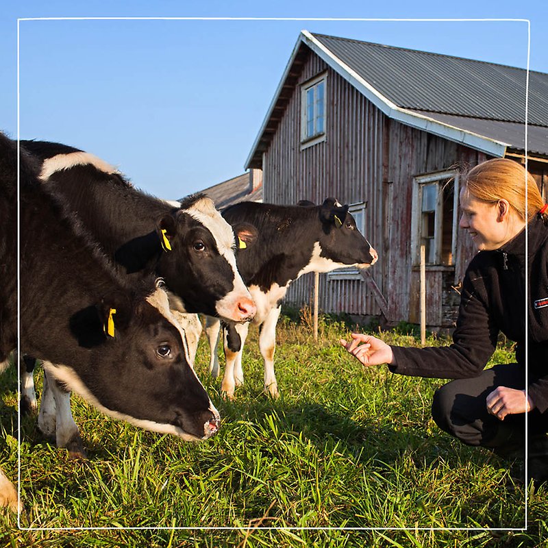 Bild på en Distriktsveterinär som sitter i gräset och matar tre kor i en sommarhage. 