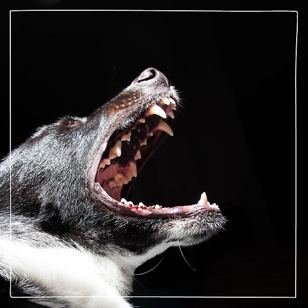 Närbild på en hund som gapar stort och visar alla sina tänder mot en svart bakgrund.