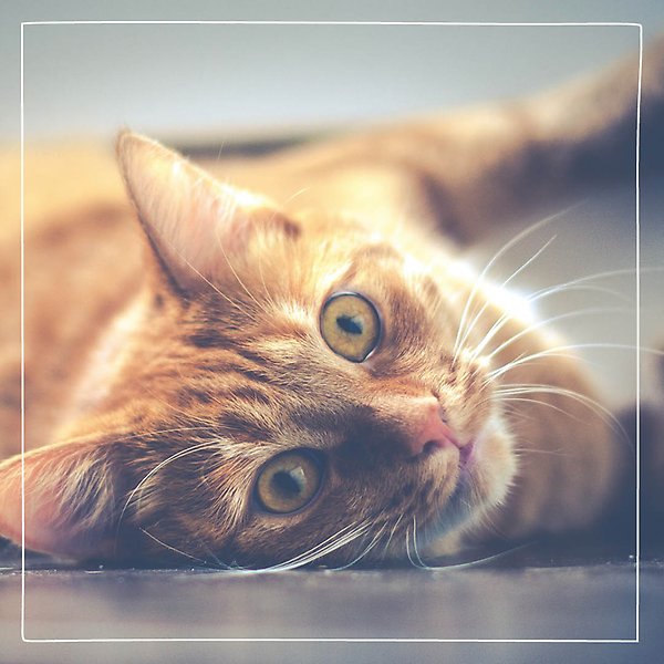Närbild på en tigerrandig gul katt som ligger på golvet och tittar in med gula ögon i kameran.