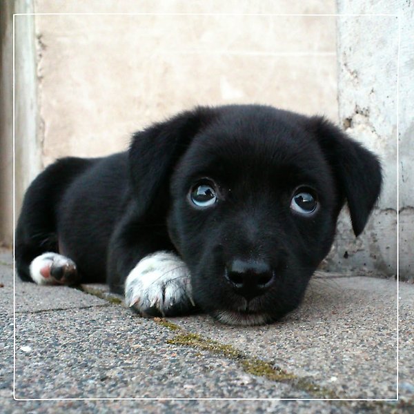 Närbild på en gullig svart hundvalp med mörka ögon och vita tassar som ligger och vilar på en gång av stenplattor.