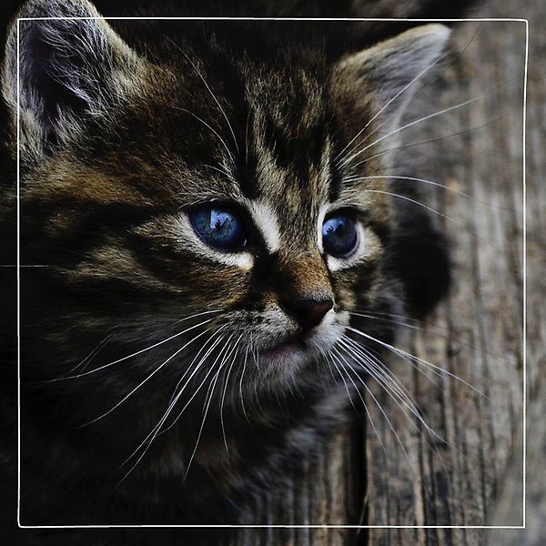 Närbild på en tigerrandig mörk katt med vackra mörkblå ögon och långa vita morrhår. 