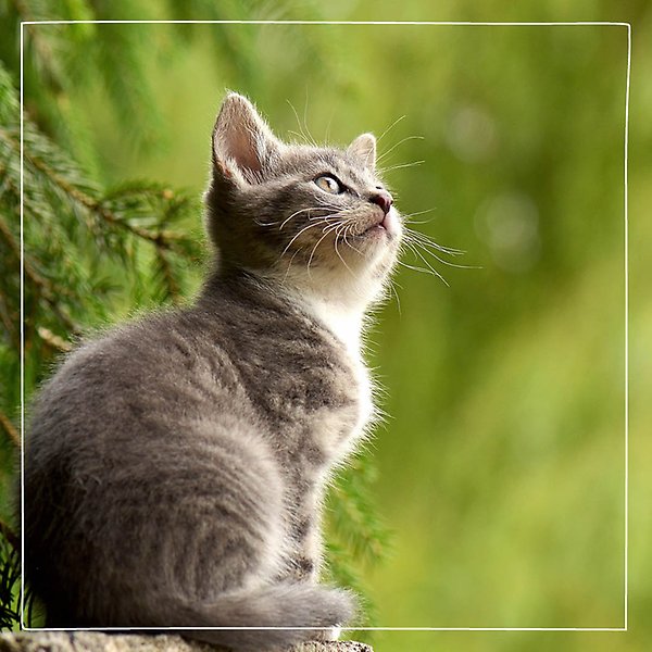 En söt tigerrandig grå katt sitter och blickar uppåt med en grön barrskog i bakgrunden.