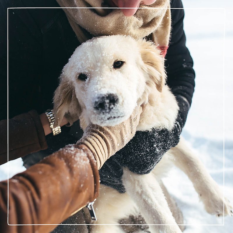 En liten vit hundvalp undersöks av en veterinär i ett vitt snölandskap. 