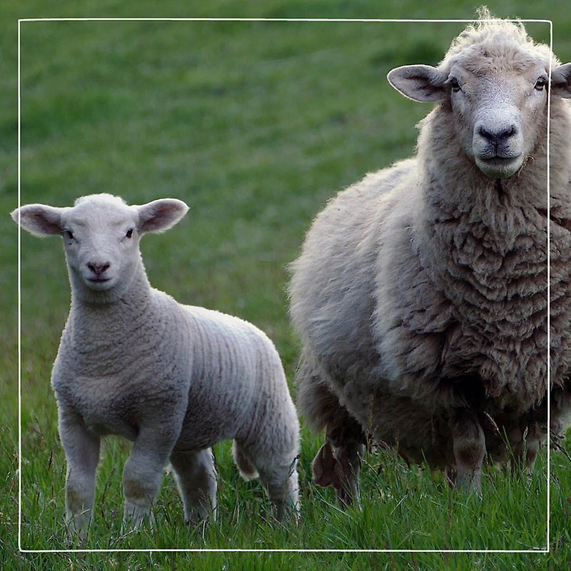 Vackra vita får och lamm på äng. Foto: Pixabay